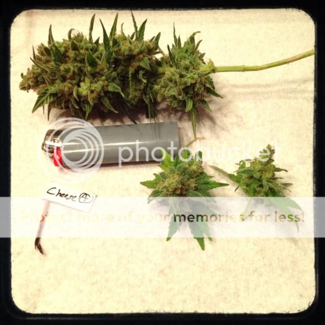 image_zpsf5723c12.jpg