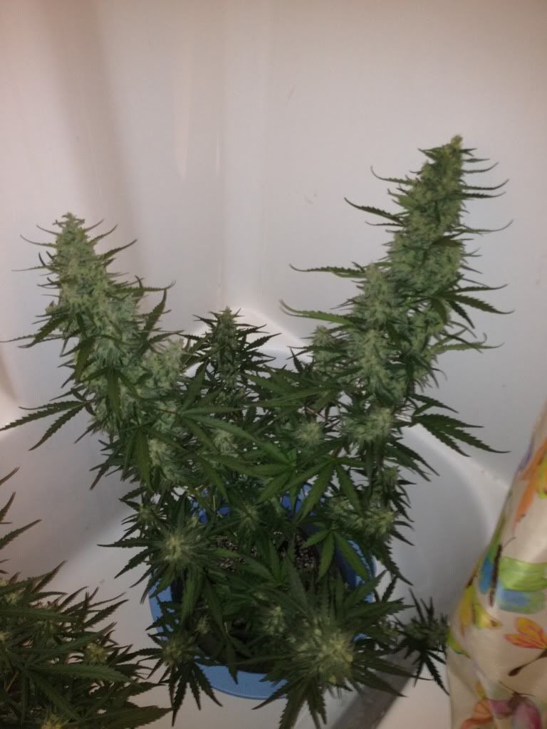c99uvnonuv002_cleaned-1.jpg