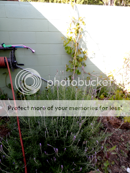 lavender3-24-13_zps188af07f.png