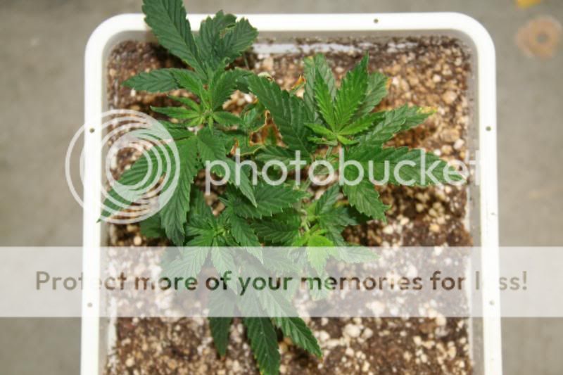 SeedlingsandClones004.jpg