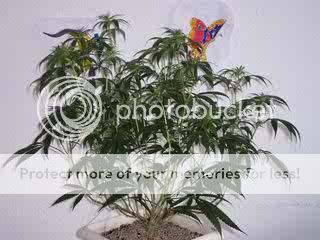 30421nycd12daze1212_zpsd8d16342.jpg