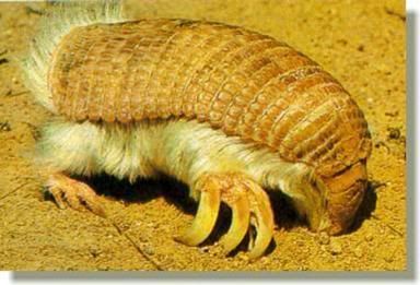 pink-fairy-armadillo2.jpg
