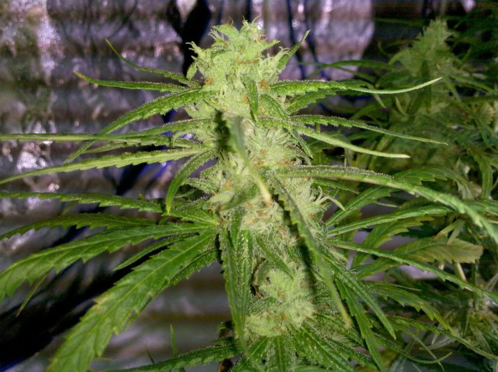 2011-08-21_13-22-05_339.jpg