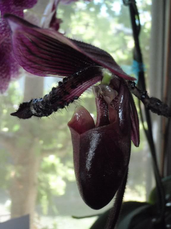 P8270407_576x768.jpg
