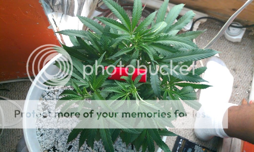 BLACKDOMINA3.jpg
