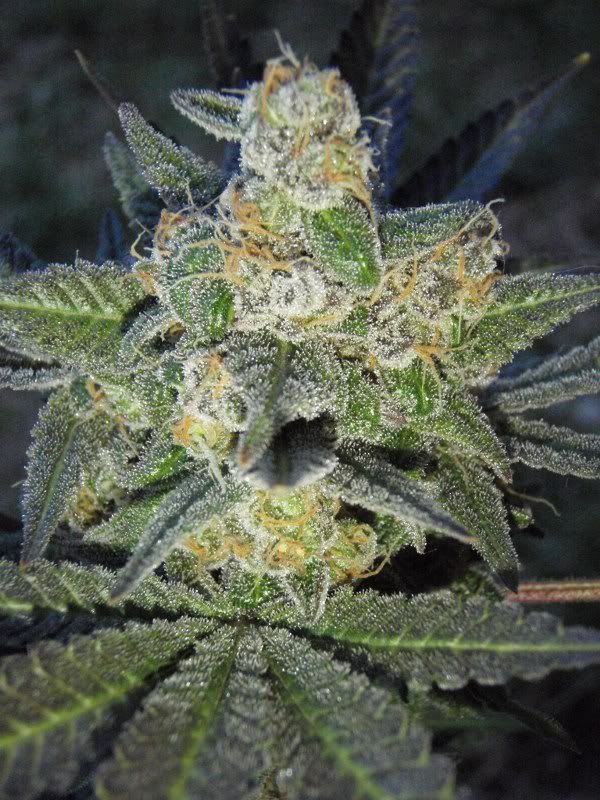 grandmasterharvest1-1.jpg