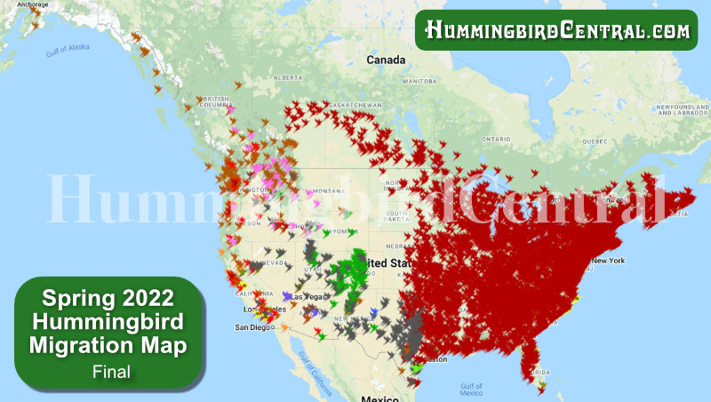 www.hummingbirdcentral.com