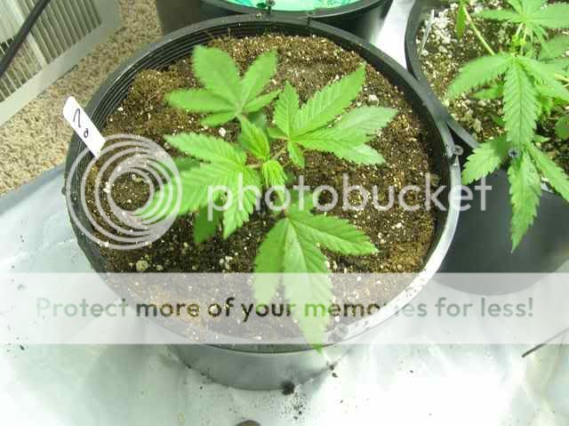 DSCN1085.jpg