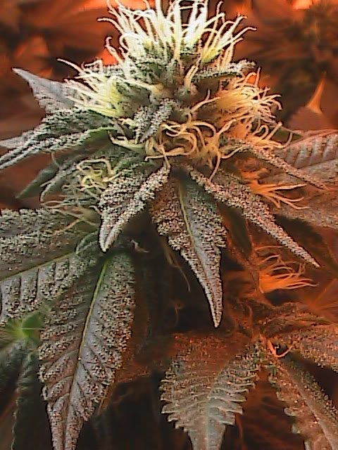 6-07-09044.jpg