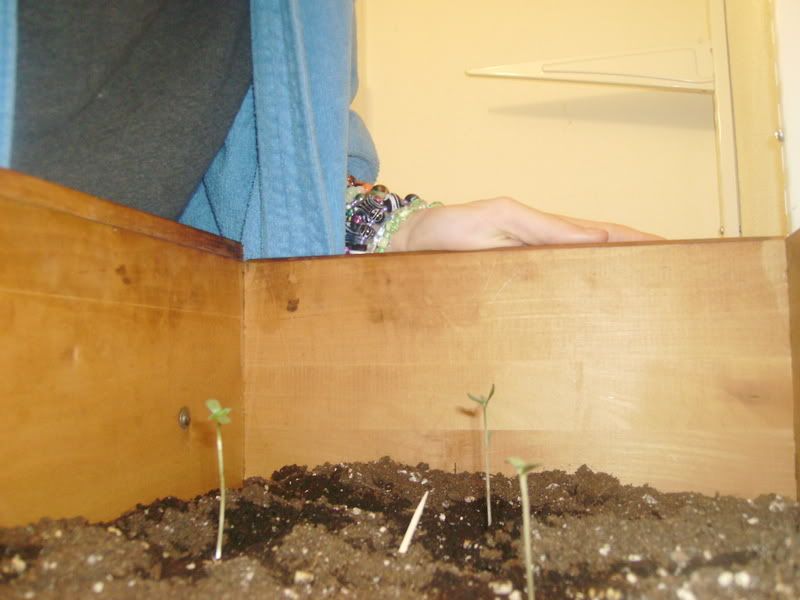 PICT0764.jpg