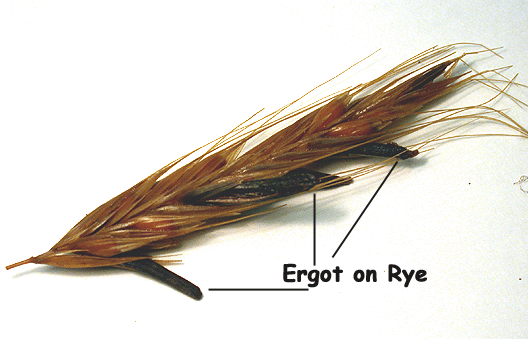 ErgotonRye.gif