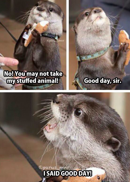 good-day-sir-otter-meme.jpg