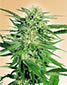 bigbud.jpg