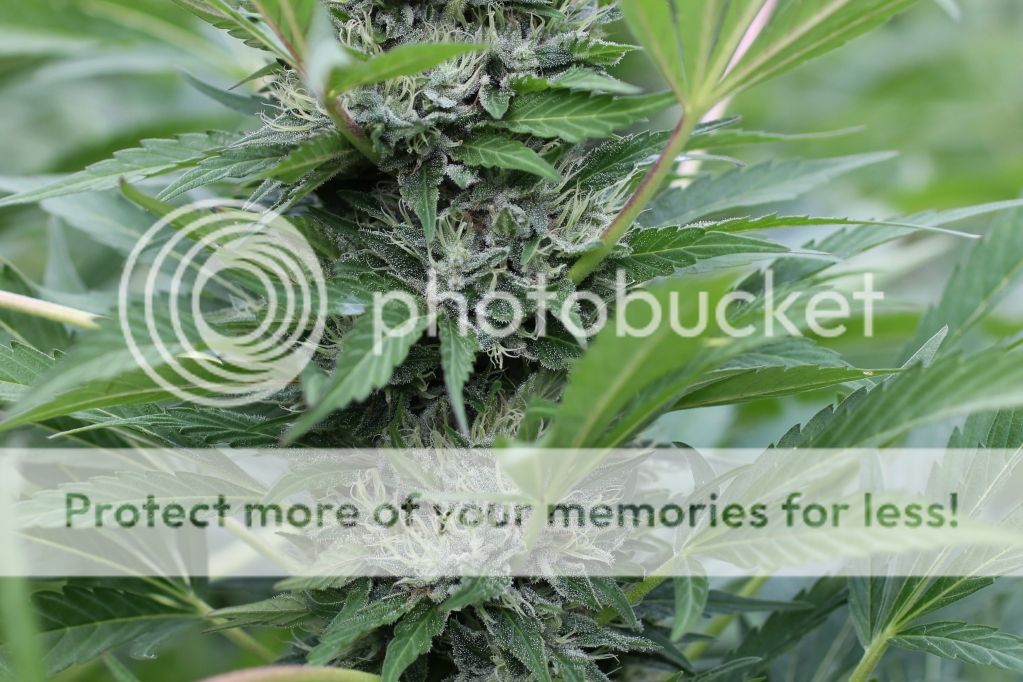 8cbd19b1.jpg