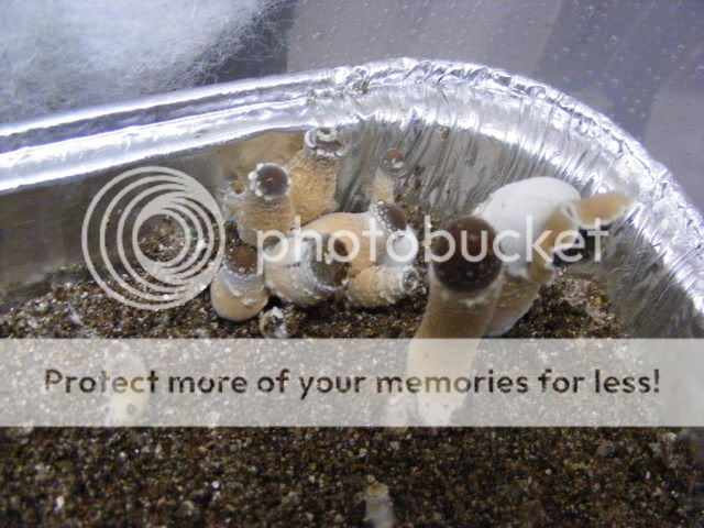 projects088.jpg