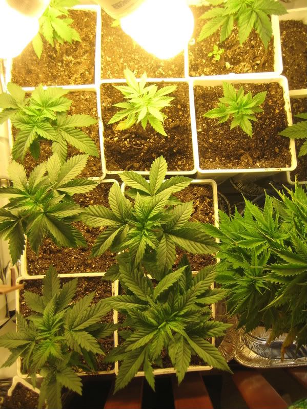 plants073.jpg