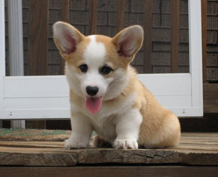 teddy_welsh_corgi_01_w450.jpg
