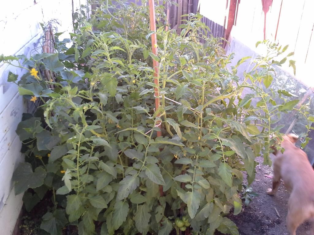 20140620_093958.jpg