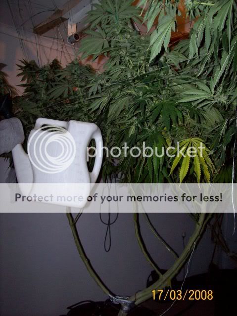 Plants105.jpg