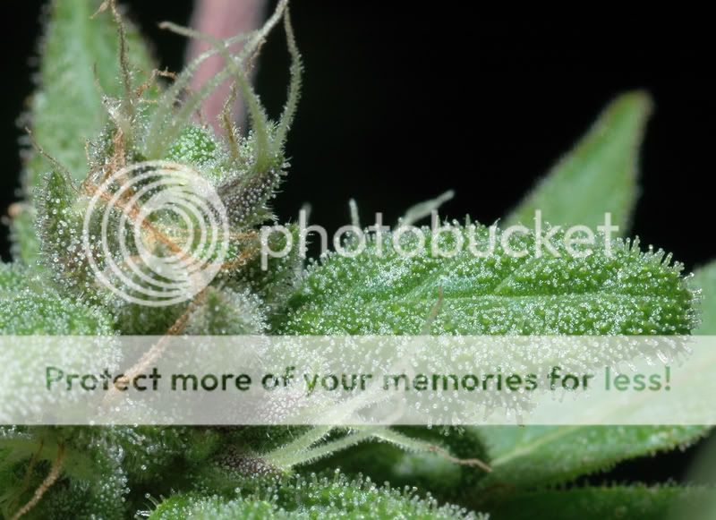 sticky1.jpg