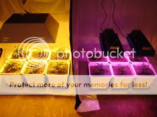 DSC04528.jpg