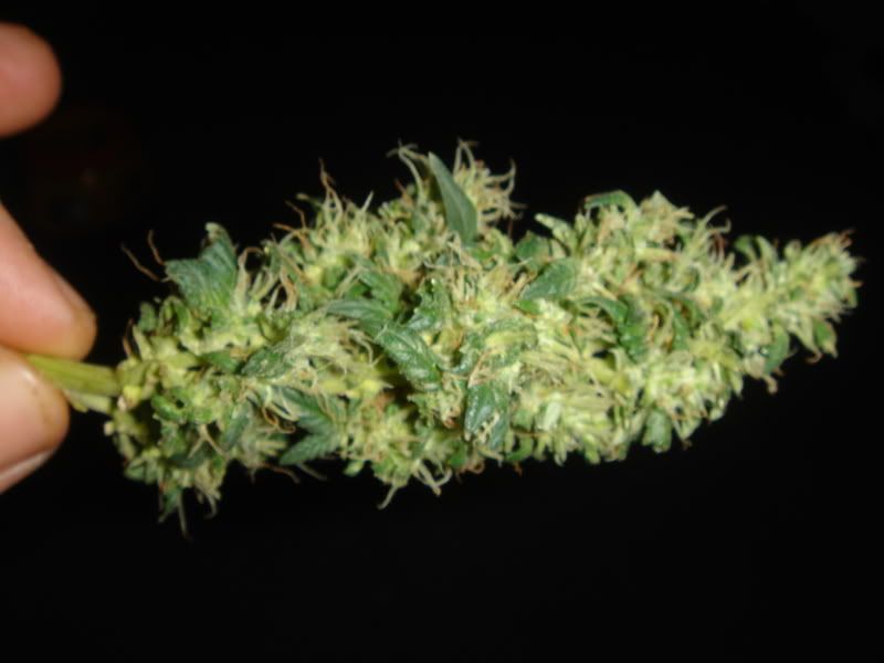 harvest004.jpg