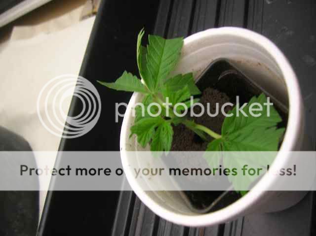 DSCN1088.jpg