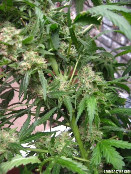 CC1_Harvest_oct25_4_.jpg