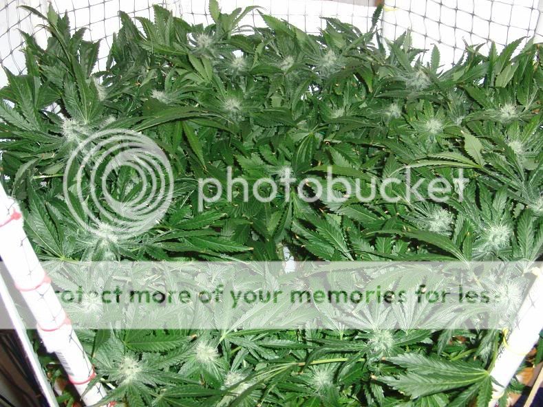 week14_Bud9.jpg