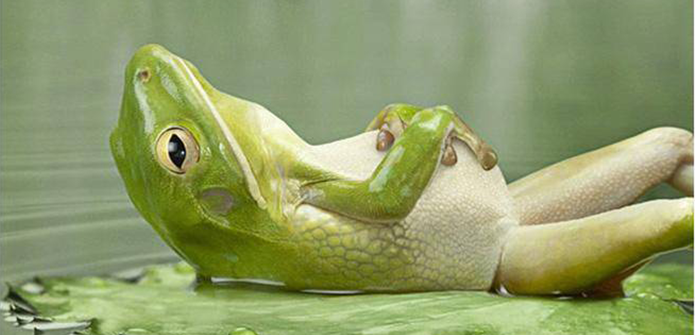 frog-on-back-ed.jpg