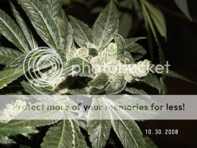 PICT0230.jpg