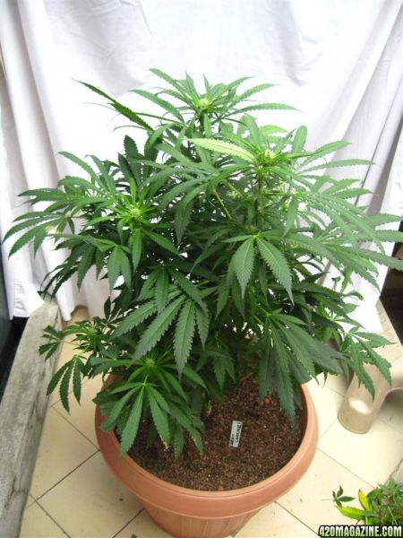 BB_CC_Grow_Update_Sep_13_30_.jpg