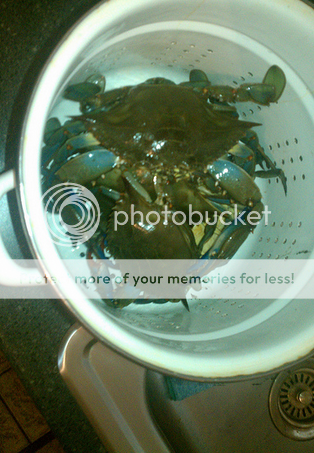 crabs.png