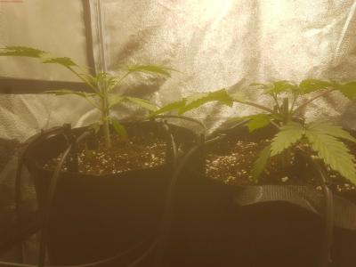 Cannabis Grow 20200209 192450
