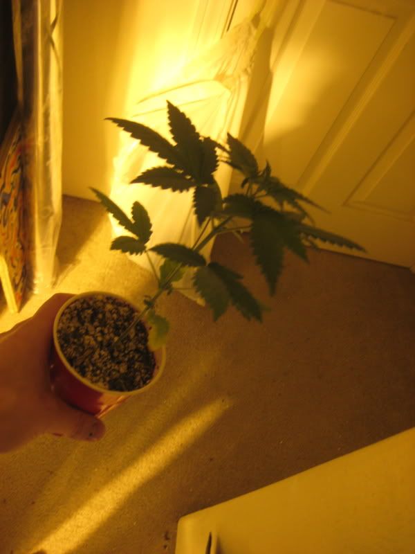 plants306.jpg