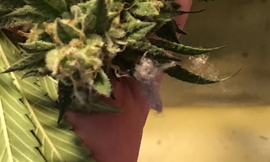 Fallen-Bud.jpg