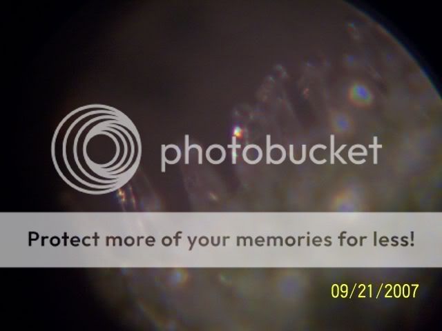 trichomes.jpg