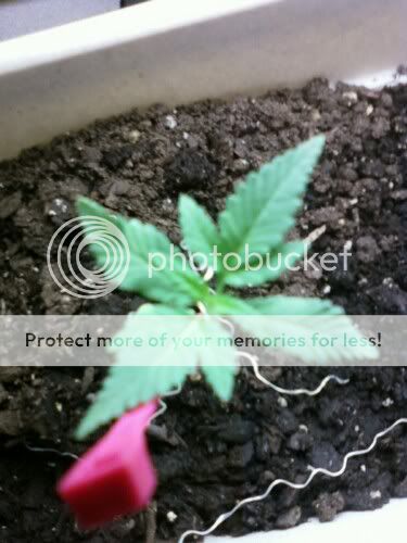 weed12.jpg