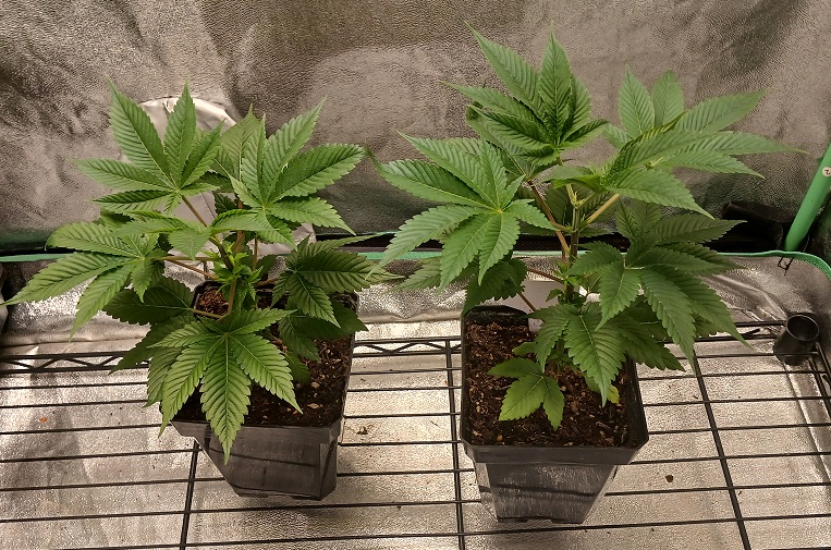bgplants.jpg
