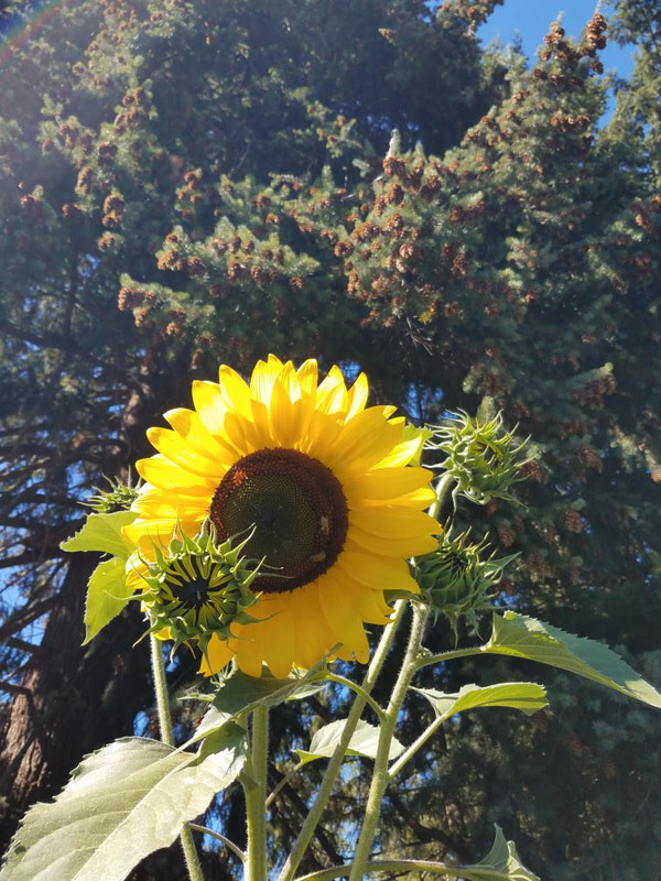 93sunflowerb.jpg