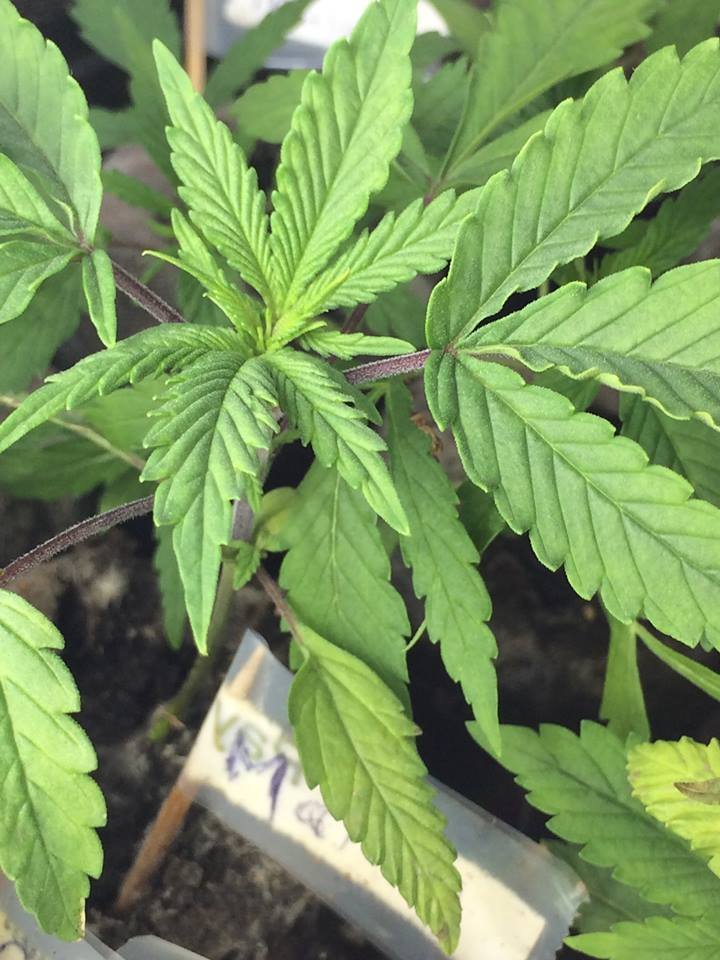 Plant_Malawi.jpg
