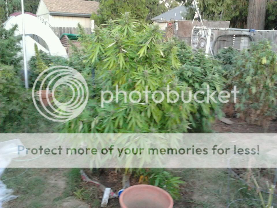 purplekush.jpg