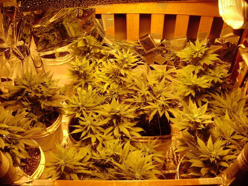 plants122.jpg