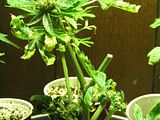 th_IMG_0402.jpg
