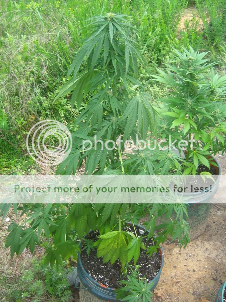 Querkle12-2.jpg