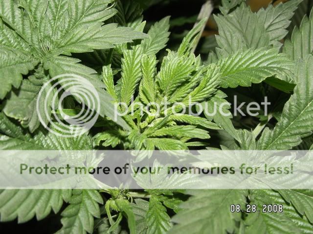 PICT0141.jpg