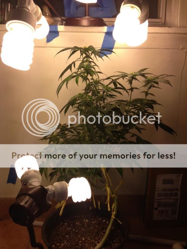 image_zpsf7b1d593.jpeg