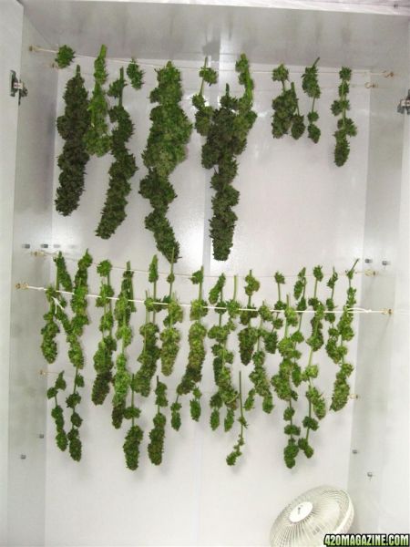 Blueberry1_Harvest_33_.jpg