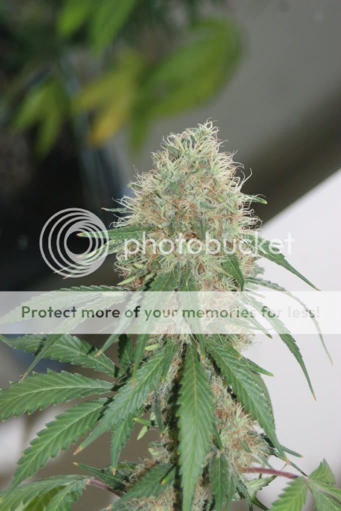 frosty044.jpg