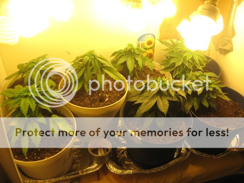 plants020.jpg